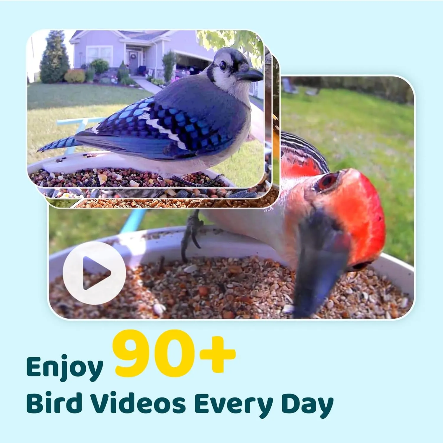 NETVUE Birdfy AI Smart Bird Feeder Camera Solar Powered, AI Auto Capture Bird Videos & Identify 6000  Bird Species, Cloud Storage & Birdwatching On Live, Ideal Present (Sky Blue)